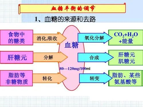 经常饿过劲 既毁肌肉又影响血糖